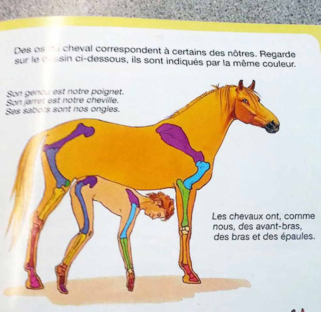 Questo libro di anatomia francese tenta di illustrare come la struttura ossea del cavallo sia piuttosto simile a quella umana.