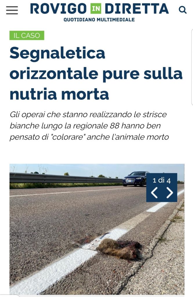 Gli operai che stanno realizzando le strisce bianche lungo la regionale 88 hanno ben pensato di "colorare" anche l'animale morto