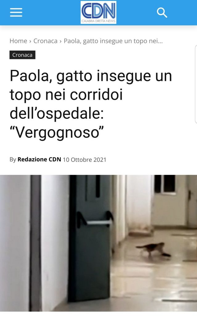 Ospedale di Paola: gatto insegue topo nei corridoi