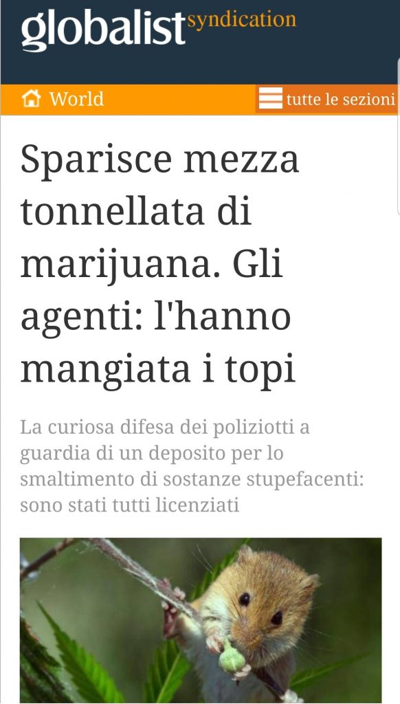 Sparisce mezza tonnellata di marijuana. Gli agenti: "l'hanno mangiata i topi"