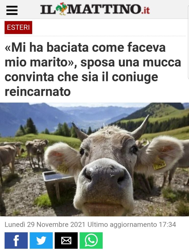 "Mi ha baciata come faceva mio marito", sposa una mucca convinta che sia il coniuge reincarnato